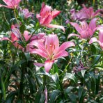 Ľalia ázijská (Lilium asiatic) RÚŽOVÁ - 1 cibuľka v kvetináči, kont. C2L